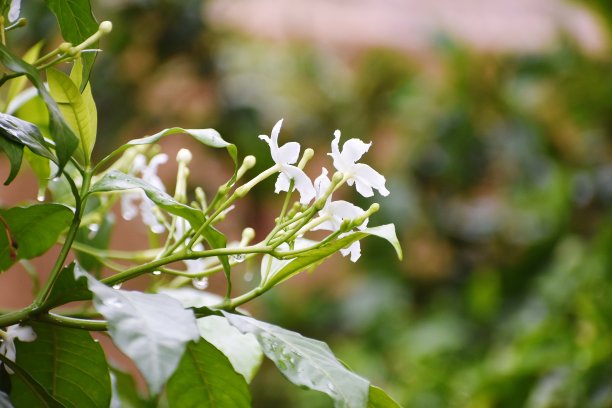 重瓣茉莉