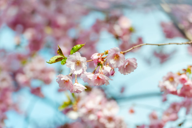 梦幻樱花图片