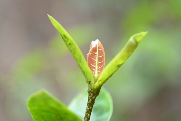 灌木树根纹理