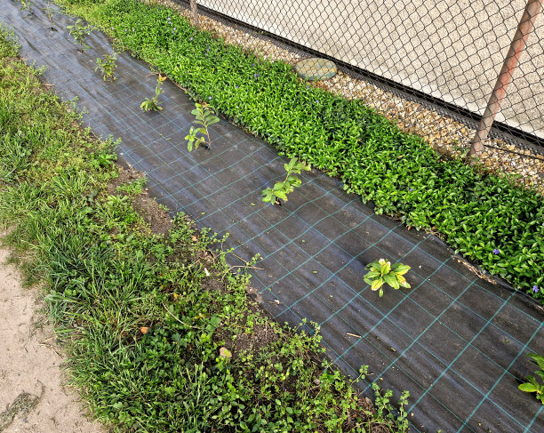 植被绿毯