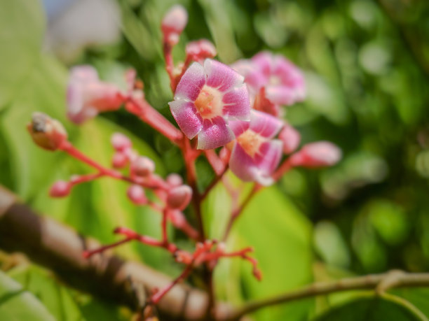 杨桃花开