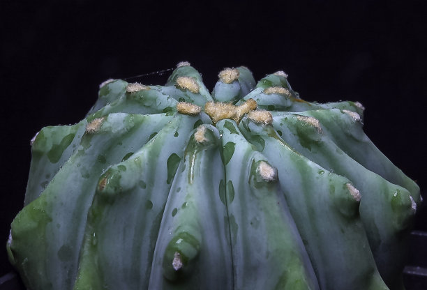 植物肉肉花卉世界