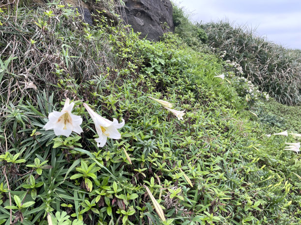 观赏植物