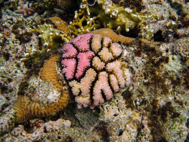 神奇礁石