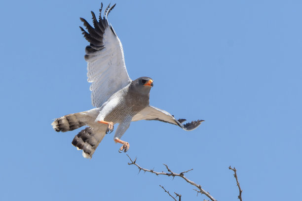 淡色歌鹰,野生动物,卡格拉格帝边境公园