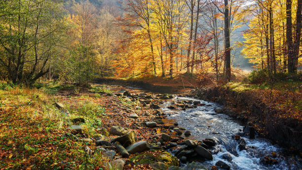 秋天金黄色的树林小溪