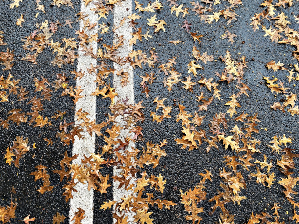 红色树叶 枫叶素材 街边美景