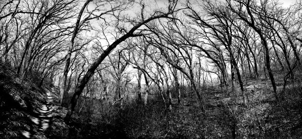 黑白照森林马路图片