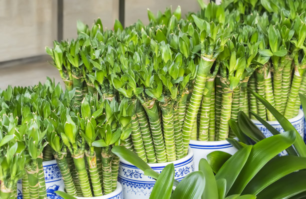 绿色植物背景竹子摄影