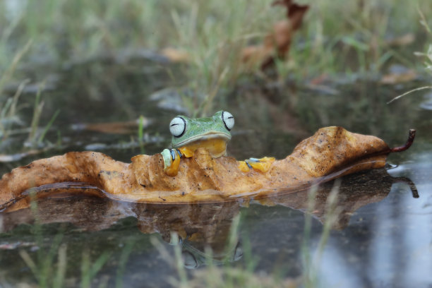 绿青蛙摄影图片