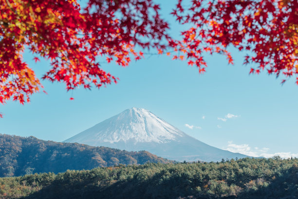 白雪黄叶图