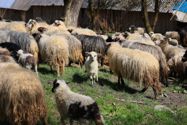 绵羊,食草,母羊