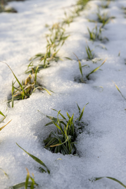 冬季小麦积雪融化