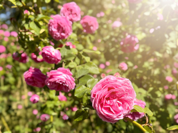 粉色玫瑰插花图片