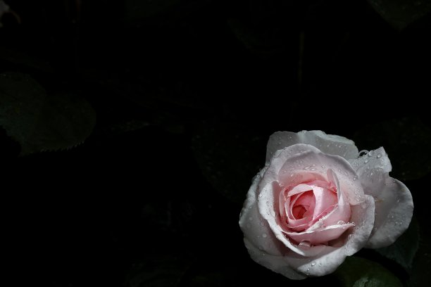 玫瑰雨点摄影图片