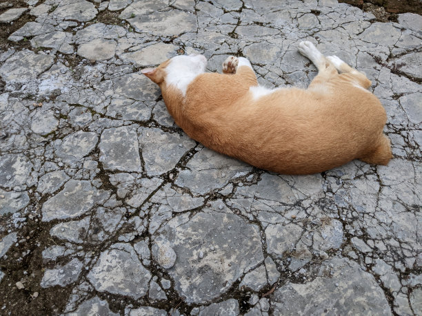 睡觉的小懒猫