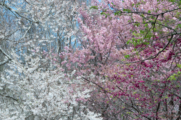 满树的樱花高清图
