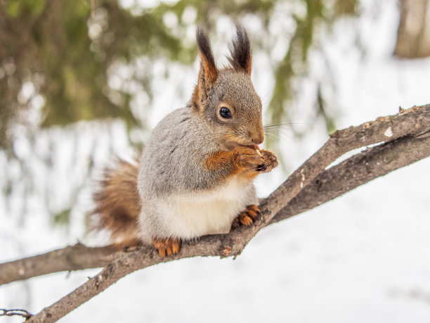 冬季松鼠摄影图