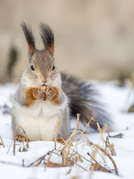 冬季松鼠摄影图