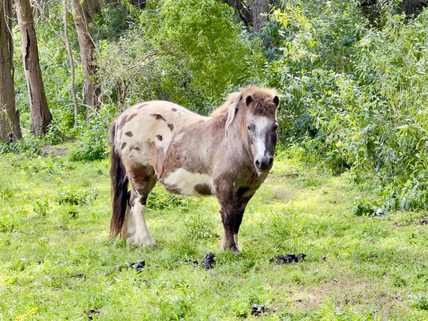 设得兰矮种马,食草,牲畜