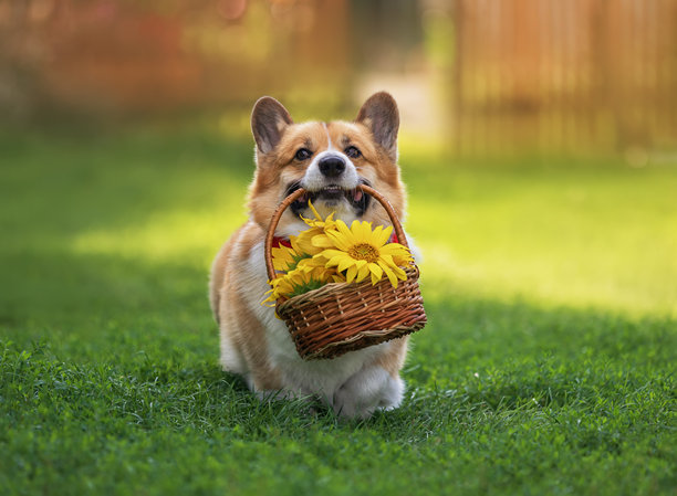 純種犬,威爾士柯基犬,植物