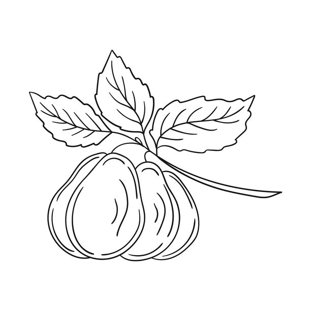 彩色書,畫畫,植物學