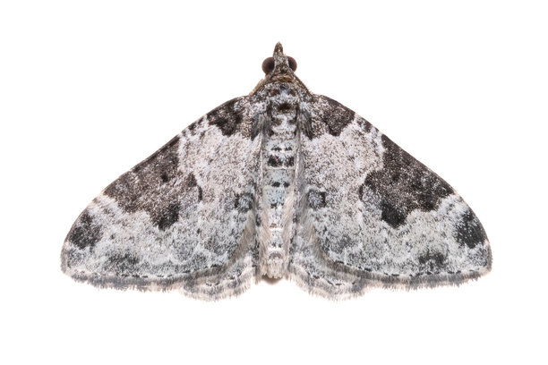 自然,動物主題,野生動物