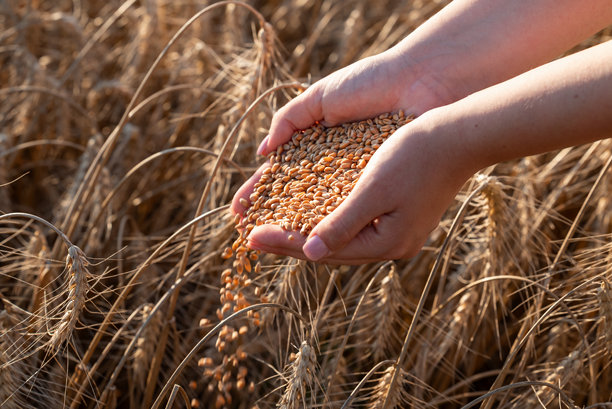 僅成年人,農(nóng)民,收獲