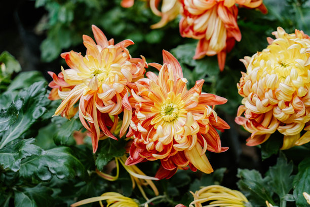 葉子,菊花,鮮花盛開