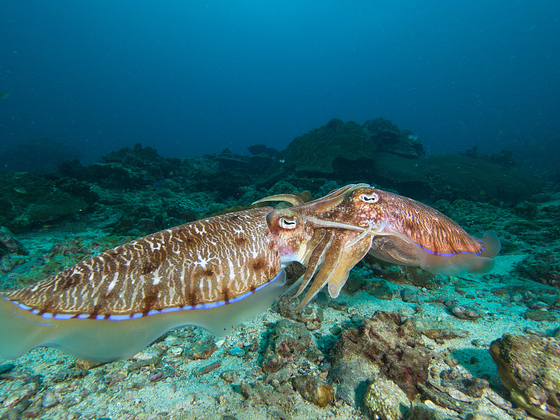 墨鱼,礁石,虎斑乌贼,水平画幅,无人,动物交配,水下,动物习性,海洋生命,头足类动物