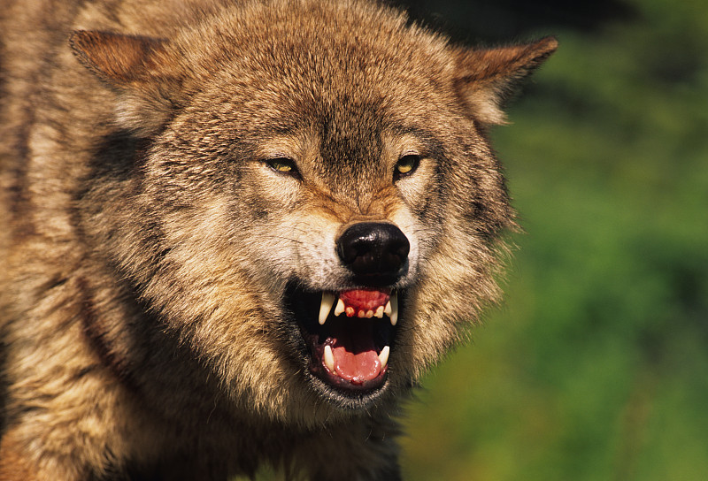 狼,犬齿,北极狼,灰狼,生气,自然,有爪哺乳动物,野生动物,水平画幅,无人