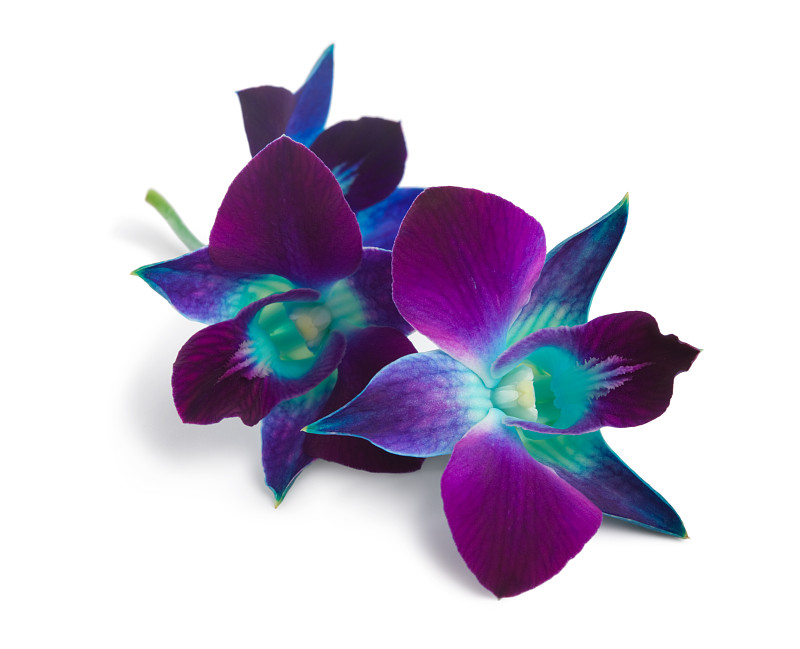 兰花,蓝色,白色背景,紫色,分离着色,自然,芳香的,水平画幅,无人,花