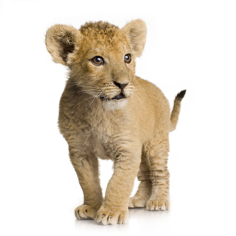小狮子,白色背景,2到3个月,雌狮,野生猫科动物,爪子,动物身体部位,动物主题,哺乳纲,幼兽