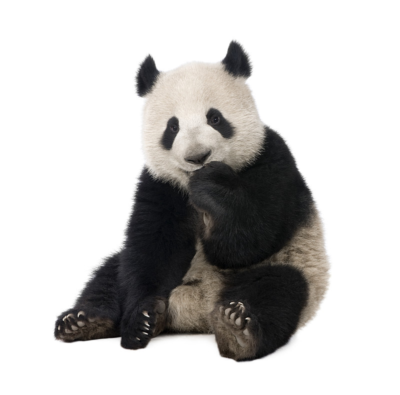 大熊猫,18到21个月,熊猫,动物,熊,白色背景,背景分离,野生动物,水平画幅,无人