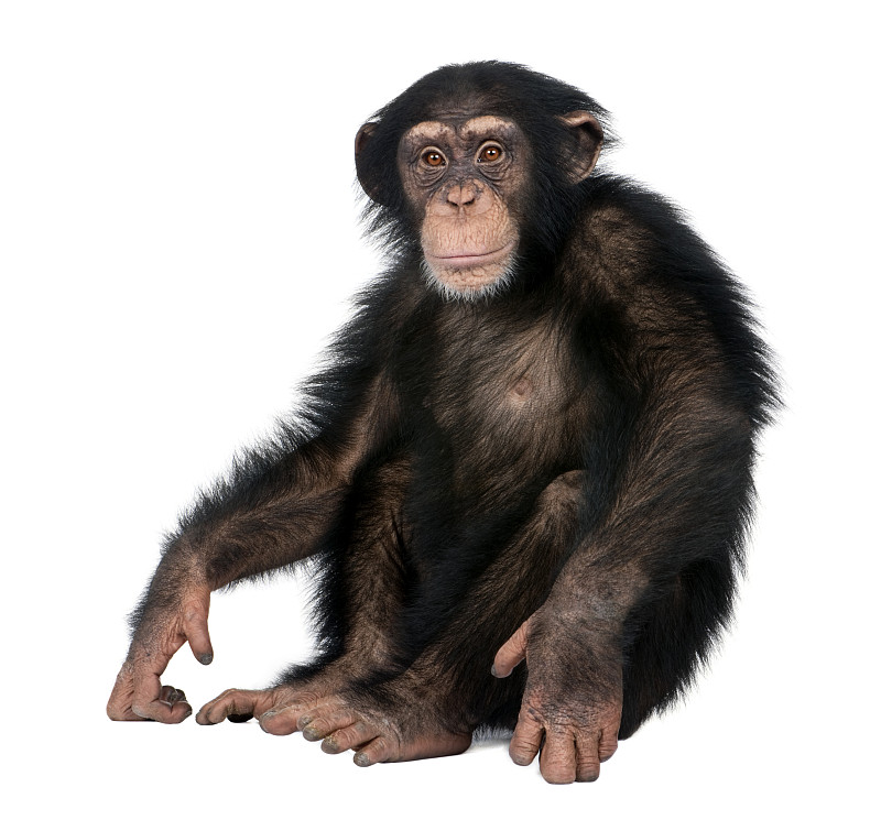 幼小动物,黑猩猩属,五只动物,过时的,水平画幅,注视镜头,无人,猴子,白色背景,坐