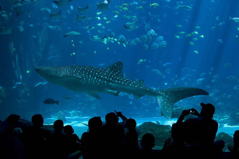 水族馆,参观者,鲸鲨,鱼缸,亚特兰大,鲨鱼,美,水平画幅,巨大的,人群