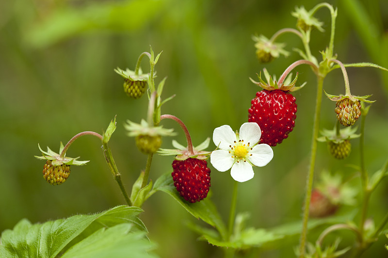 野草莓,自然,水平画幅,绿色,水果,无人,林间空地,甜食,船体,红色