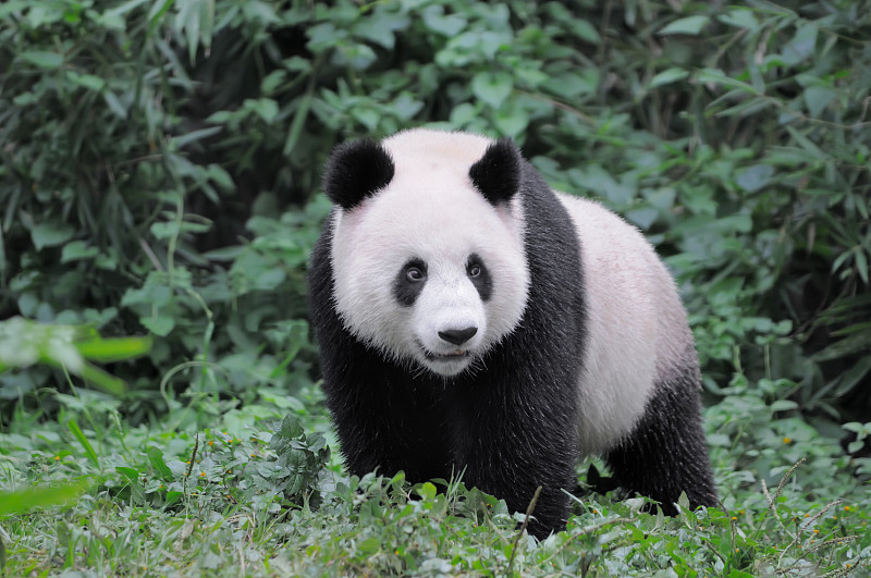 大熊猫,熊猫,水平画幅,彩色图片,无人,中国,动物,熊,一只动物,濒危物种