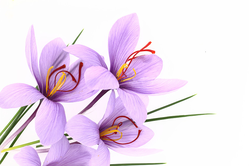 番红花属,紫色,平衡折角灯,特写,芳香的,水平画幅,无人,白色背景,香料,背景分离