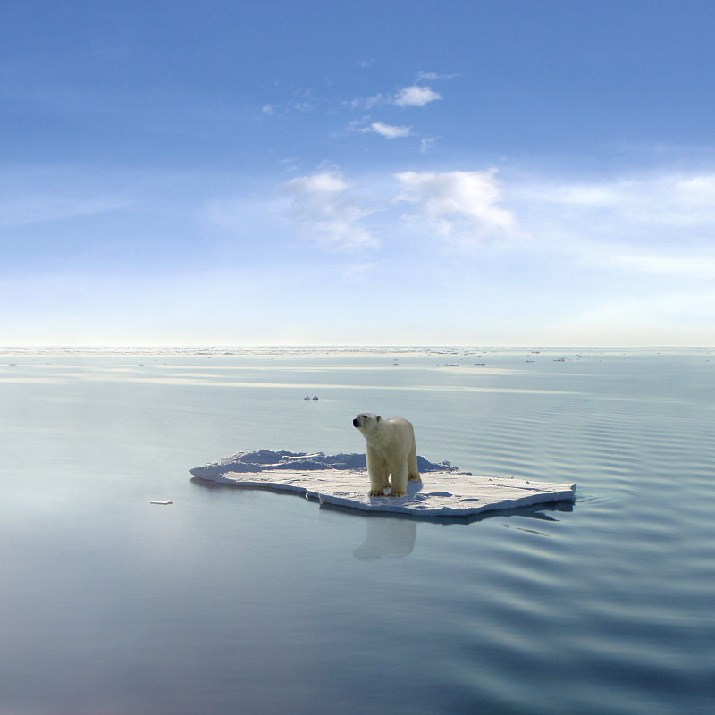 北极熊,最后,冰川,两极气候,全球变暖,北极,熊,冰,天空,留白