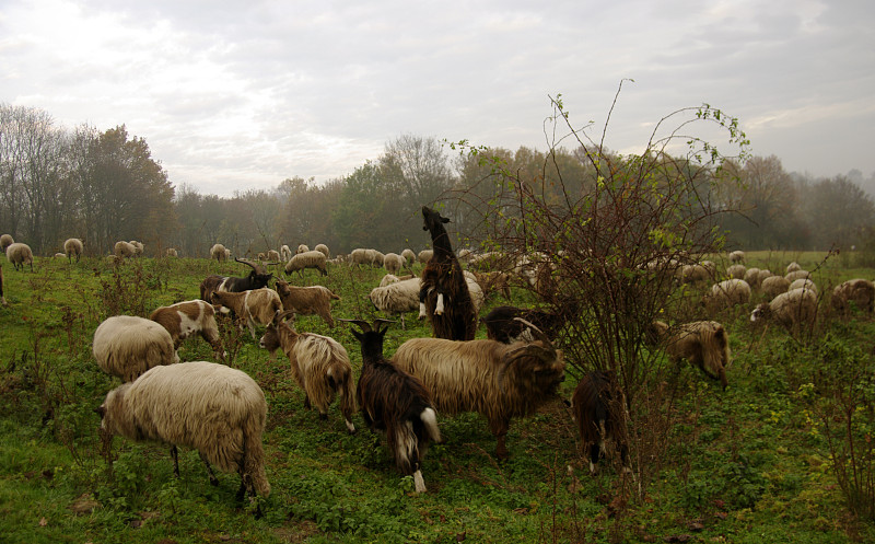 绵羊,家山羊,羊群,天空,停泊的,旷野,摩尔人风格,边框,水平画幅,山