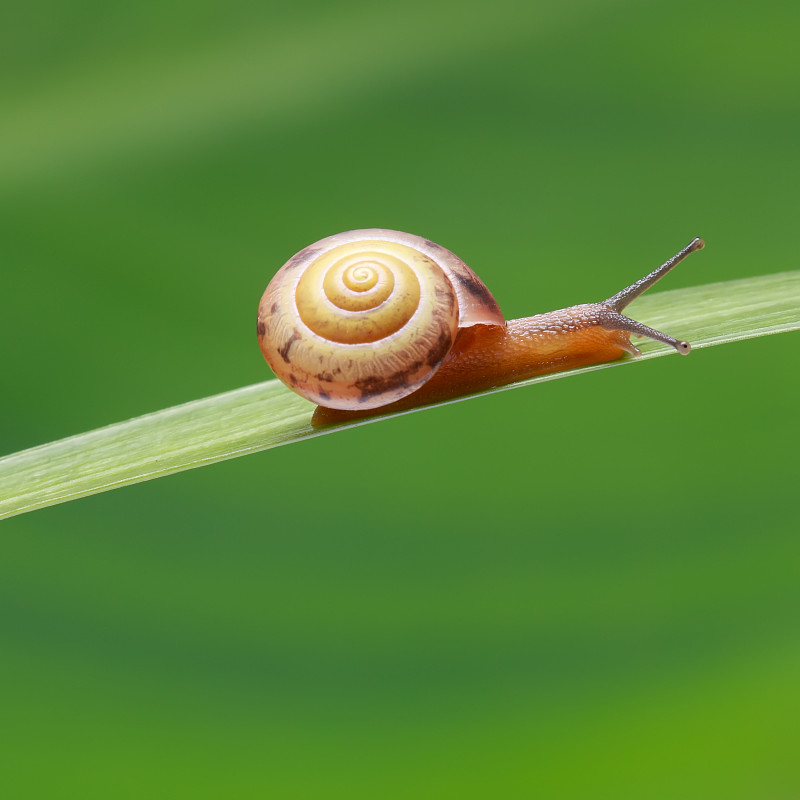 蜗牛,草,小的,菜园蜗牛,法式蜗牛,慢镜头,缓慢的,夏天,清新,大特写