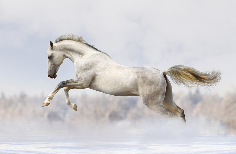 种马,银色,白色,白马,马,纯种马,水平画幅,雪,野外动物,户外