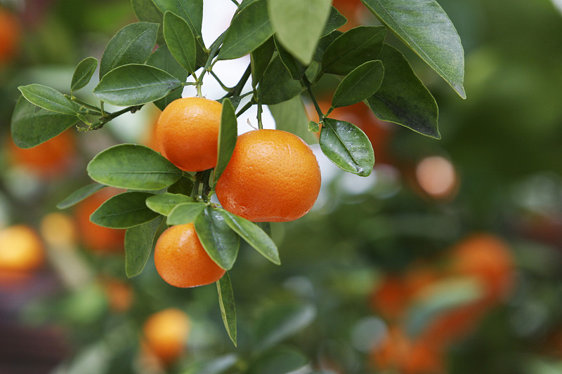 橙子,果树,饮食,水平画幅,水果,无人,熟的,特写,自然界,农作物