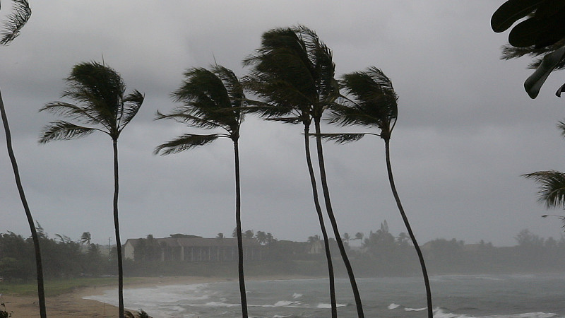 飓风,棕榈树,台风,风,热带树,夏威夷,雨,考艾岛,暴雨,水