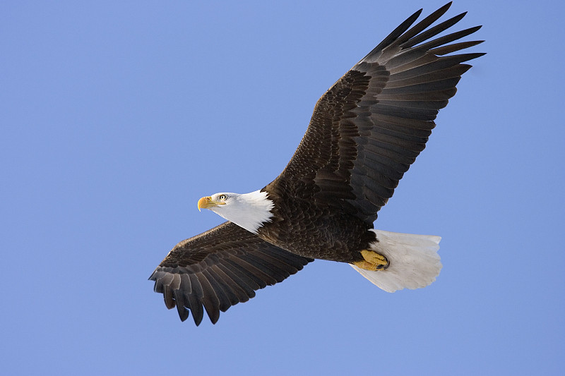 白头鹰,鹰,鸟类,天空,美国,食肉鸟,水平画幅,蓝色,巨大的,骄傲