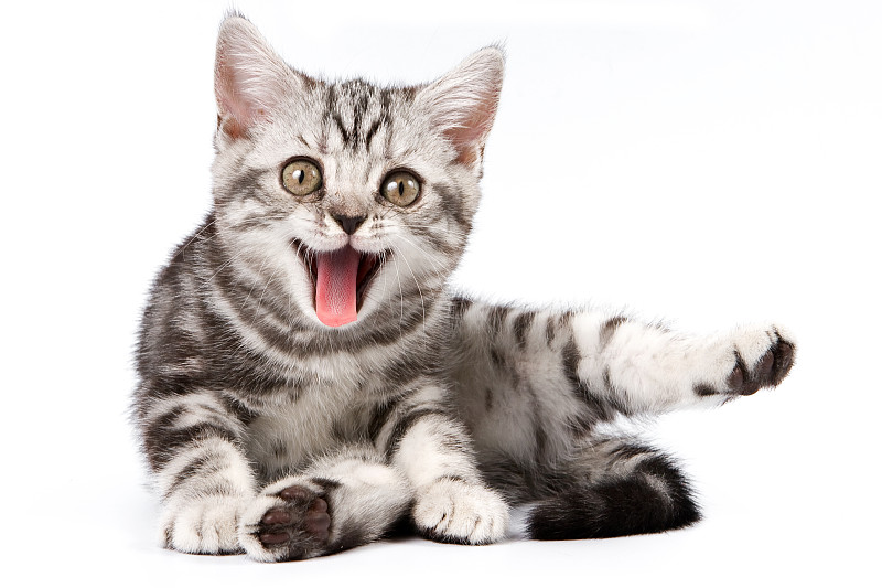 小猫,斑纹猫,猫,惊奇,假笑,幽默,可爱的,奇异的,动物,水平画幅