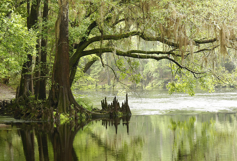 河流,美国水松,水平画幅,地形,寄生藤,无人,沼泽,户外,柏树,佛罗里达