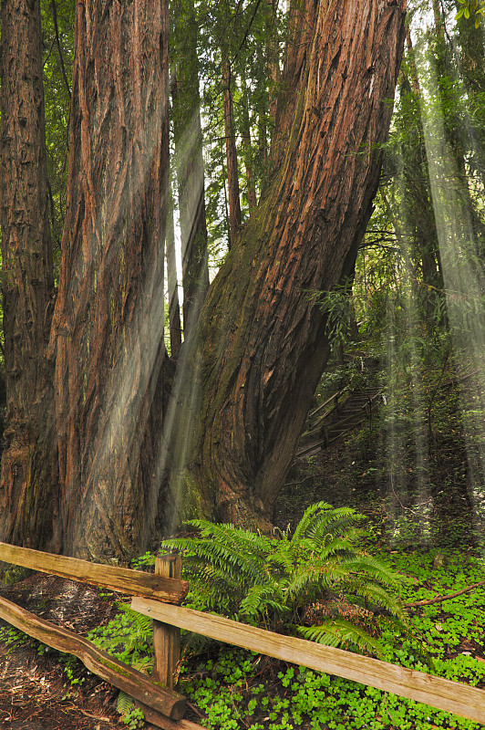 穆尔吾兹,红杉,美国,加利福尼亚,日光,红杉林,巨大的,剑,fern,酢浆草