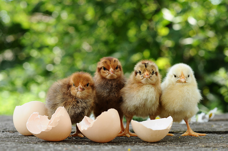 无人,小鸡,幼小动物,四只动物,蛋,水平画幅,家禽,鸟类,夏天,友谊